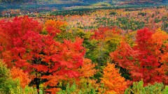 Landscapes leaves nature Trees autumn multicolor