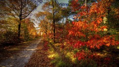 Landscapes leaves nature Trees autumn roads