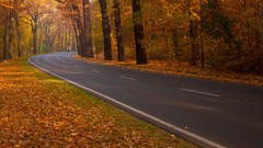 Landscapes leaves nature Trees autumn roads forests fallen 