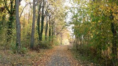 Landscapes leaves nature Trees autumn roads forests fallen 