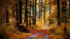 Landscapes leaves nature Trees autumn roads paths sunlight 