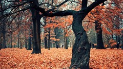 Landscapes leaves nature Trees autumn trunk October