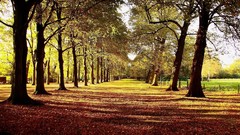 Landscapes leaves nature Trees avenue shadows