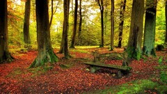 Landscapes leaves nature Trees bench fallen leaves
