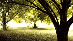 Landscapes leaves nature Trees branches Garden