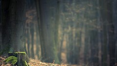 Landscapes leaves nature Trees forests