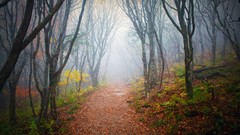 Landscapes leaves nature Trees forests