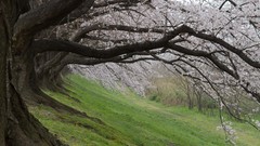 Landscapes leaves nature Trees grass