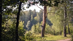 Landscapes leaves nature Trees grass