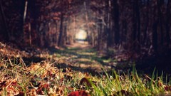 Landscapes leaves nature Trees grass autumn