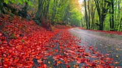 Landscapes leaves nature Trees grass autumn roads forests