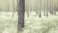 Landscapes leaves nature Trees grass branches white forests