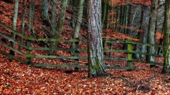 Landscapes leaves nature Trees gray autumn orange protection