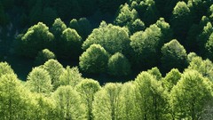 Landscapes leaves nature Trees Green forests wildlife
