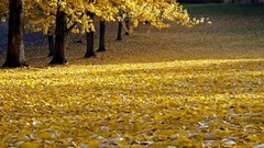 Landscapes leaves nature Trees land autumn fallen leaves
