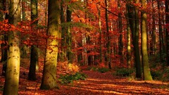Landscapes leaves nature Trees red autumn Wood