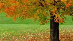 Landscapes leaves nature Trees seasons autumn fallen leaves