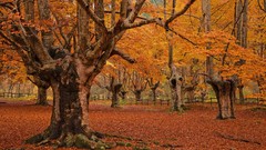 Landscapes leaves nature Trees seasons autumn orange Earth 