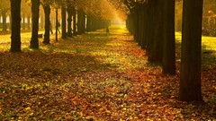 Landscapes leaves nature Trees seasons Parks