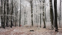 Landscapes leaves nature Trees snow winter white germany forests