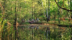Landscapes leaves nature Trees surface Wood Parks ponds