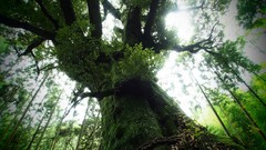 Landscapes leaves nature Trees trunks Green moss old giant