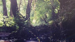 Landscapes leaves nature Trees water forests