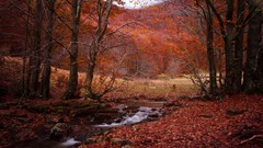 Landscapes leaves nature Trees water seasons red autumn orange 