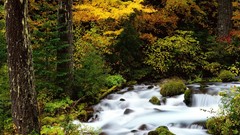Landscapes leaves nature Trees yellow autumn Green rocks 