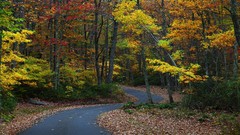 Landscapes leaves nature Trees yellow gold red autumn Green 
