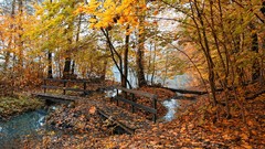 Landscapes leaves nature Trees yellow water autumn Wood Bridges