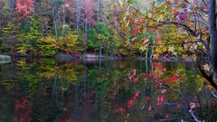 Landscapes leaves nature Trees yellow water red autumn Green 