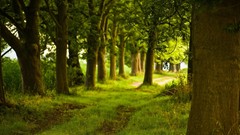 Landscapes leaves nature trunk spring May paths