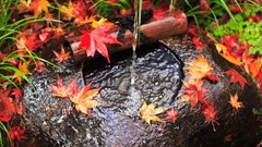 Landscapes leaves nature water autumn