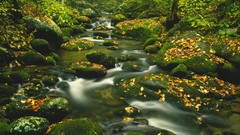Landscapes leaves nature water autumn Green wet rocks rivers 