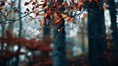 Landscapes leaves nature yellow autumn branches gloomy