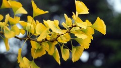 Landscapes leaves nature yellow branches ginkgo