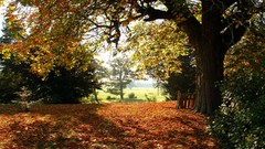 Landscapes leaves Parks fallen leaves