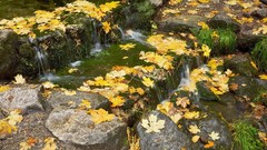 Landscapes leaves stones nature grass autumn