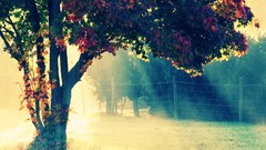 Landscapes leaves Trees autumn fences dreamy