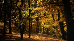 Landscapes leaves Trees autumn forests