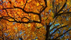 Landscapes leaves Trees autumn forests