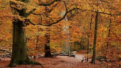 Landscapes leaves Trees autumn forests