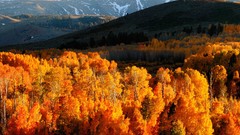 Landscapes leaves Trees autumn forests