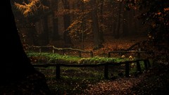 Landscapes leaves Trees autumn forests ponds