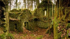 Landscapes leaves Trees autumn moss ruins Ireland forests
