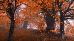 Landscapes leaves Trees autumn orange old friends