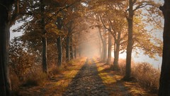 Landscapes leaves Trees autumn roads paths forests