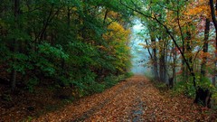 Landscapes leaves Trees autumn roads paths forests