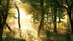 Landscapes leaves Trees grass Mountains bright hills sunlight